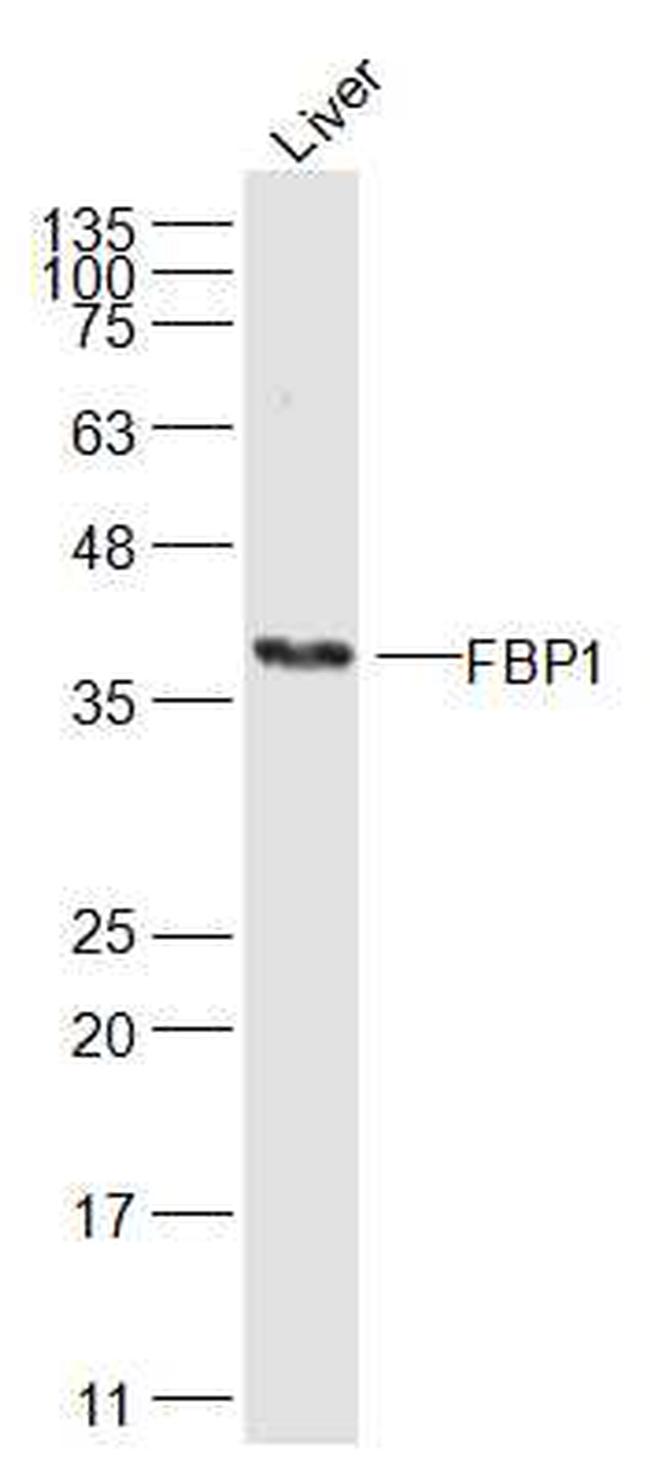 FBP1 Antibody in Western Blot (WB)