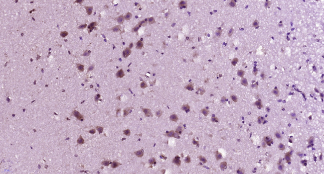 LOX 1 Antibody in Immunohistochemistry (Paraffin) (IHC (P))