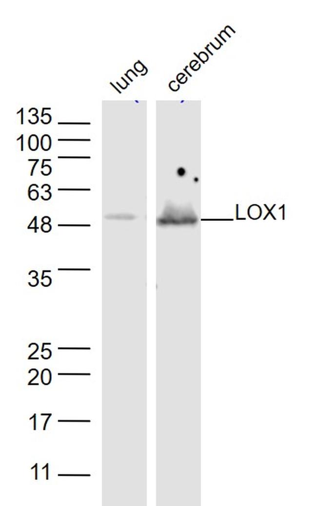 LOX 1 Antibody in Western Blot (WB)