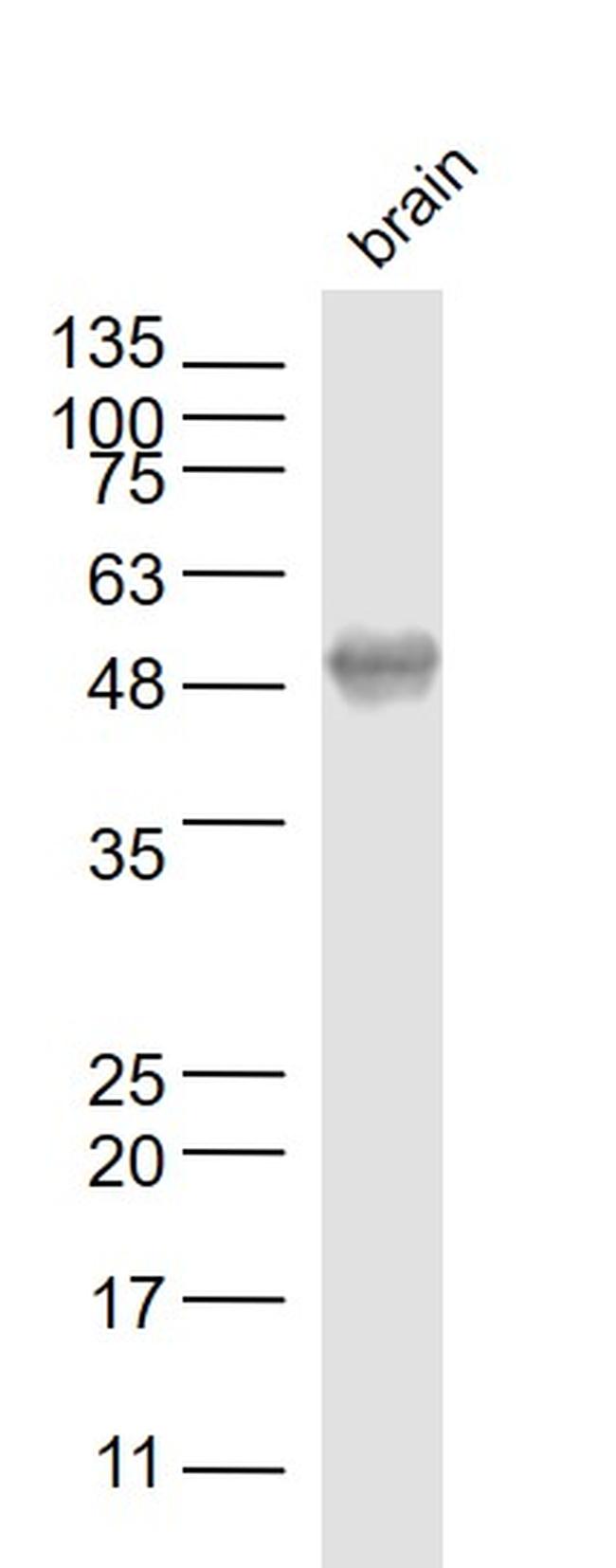 LOX 1 Antibody in Western Blot (WB)