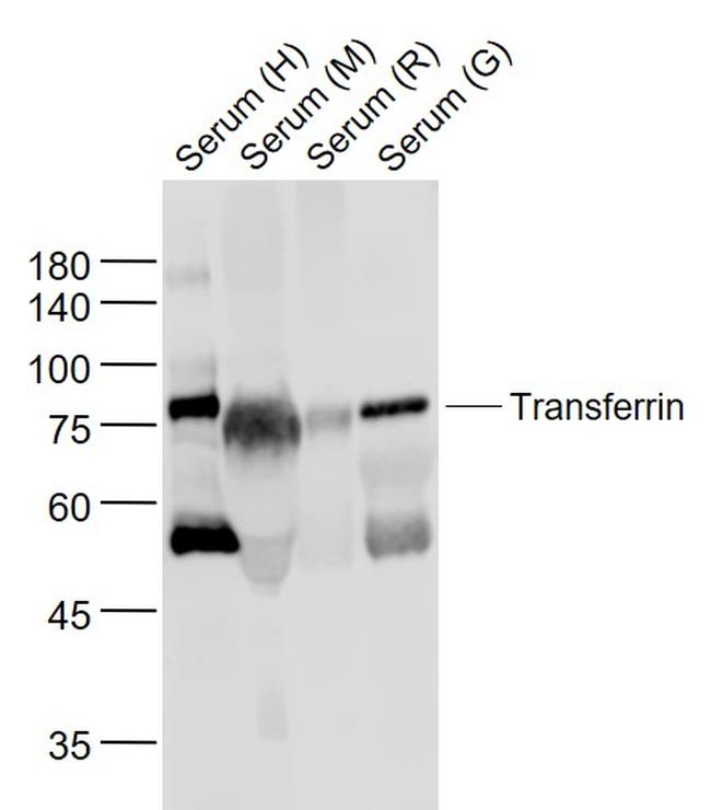 Transferrin Antibody in Western Blot (WB)