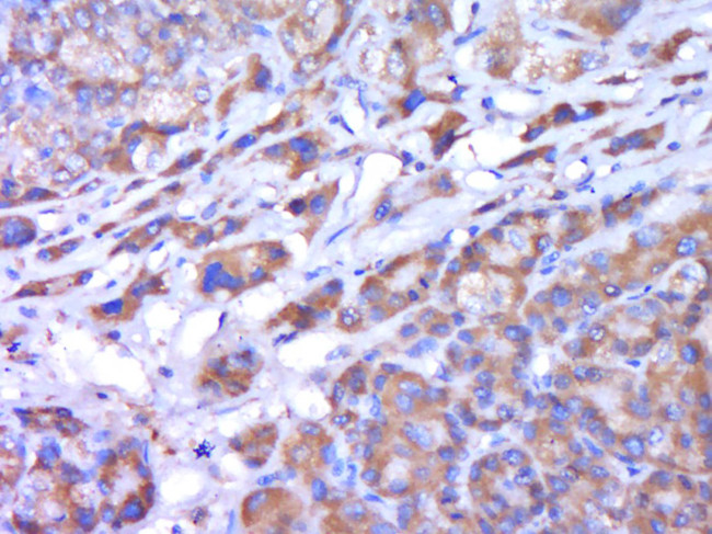 CYP2C19 Antibody in Immunohistochemistry (Paraffin) (IHC (P))