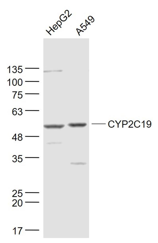 CYP2C19 Antibody in Western Blot (WB)