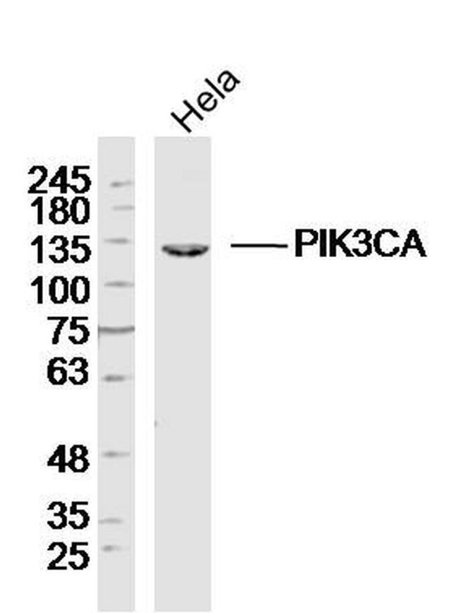 PI3KCA Antibody in Western Blot (WB)