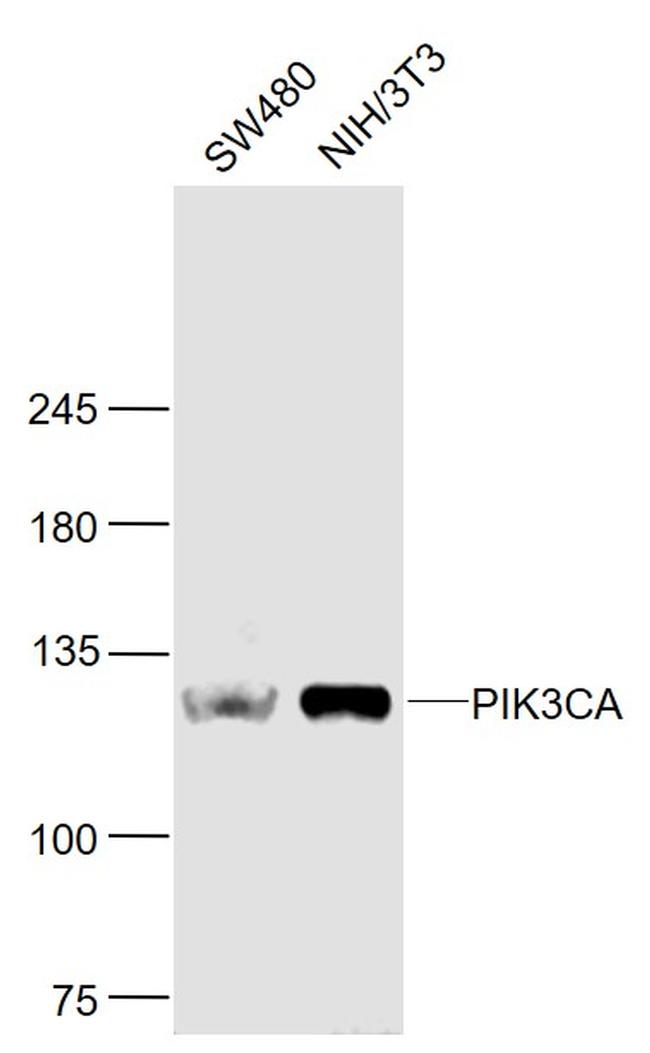 PI3KCA Antibody in Western Blot (WB)