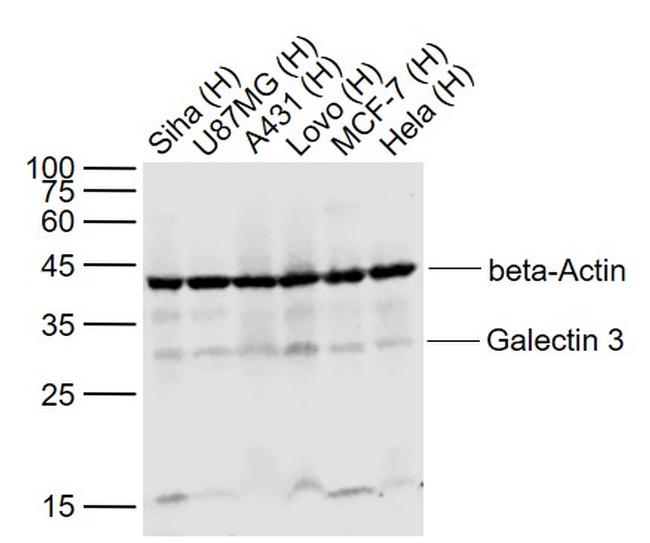 Galectin 3 Antibody in Western Blot (WB)