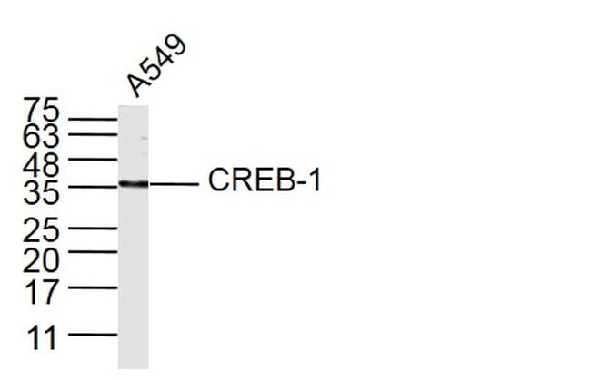 CREB1 Antibody in Western Blot (WB)