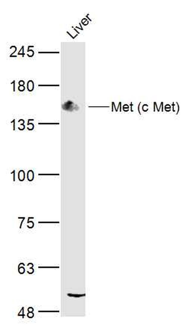 Met (c Met) Antibody in Western Blot (WB)