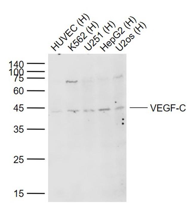 VEGF-C Antibody in Western Blot (WB)