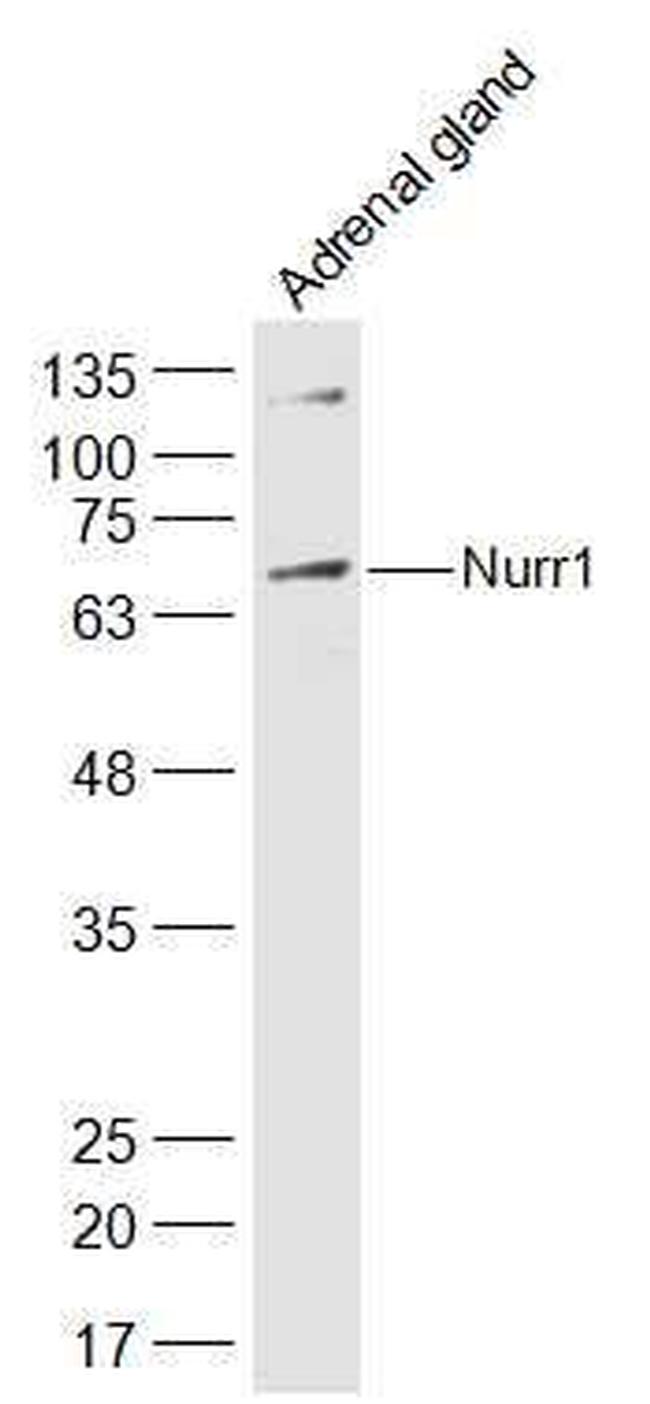 Nurr1 Antibody in Western Blot (WB)