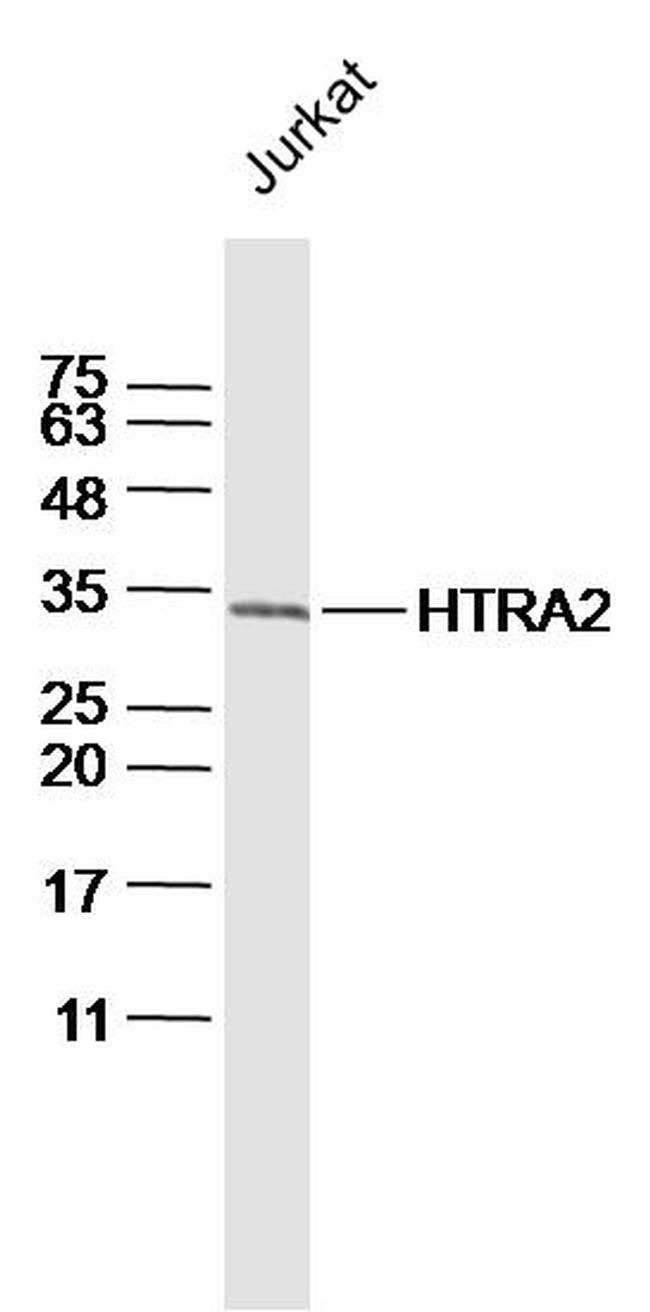 HTRA2 Antibody in Western Blot (WB)