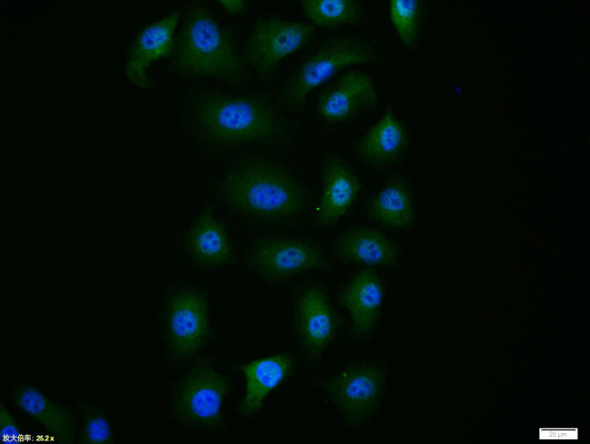 Caspase-9 Antibody in Immunocytochemistry (ICC/IF)