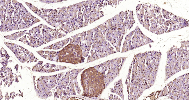 Caspase-9 Antibody in Immunohistochemistry (Paraffin) (IHC (P))