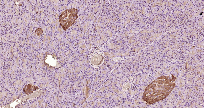 Caspase-9 Antibody in Immunohistochemistry (Paraffin) (IHC (P))