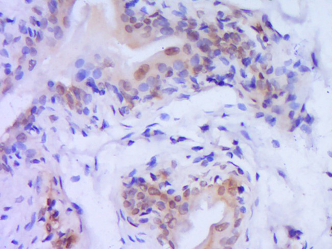 Caspase-9 Antibody in Immunohistochemistry (Paraffin) (IHC (P))