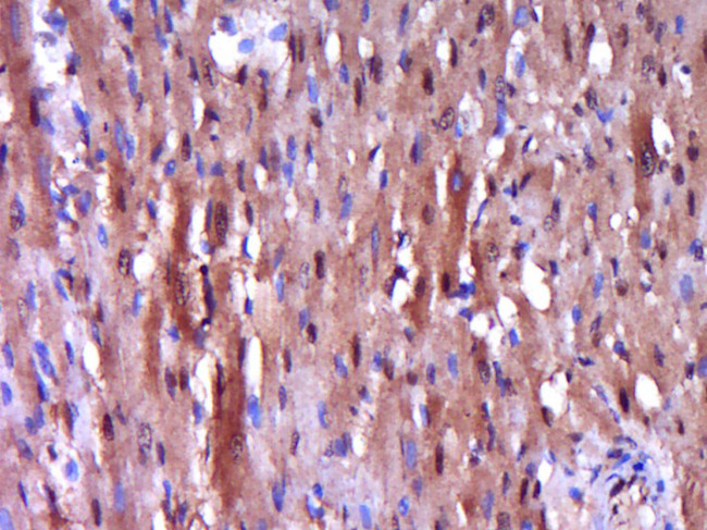 Caspase-9 Antibody in Immunohistochemistry (Paraffin) (IHC (P))