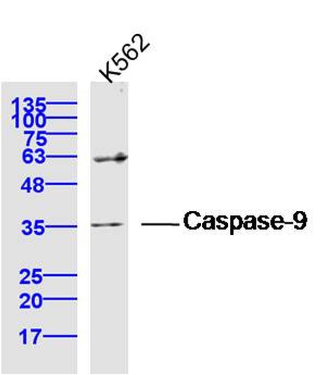 Caspase-9 Antibody in Western Blot (WB)