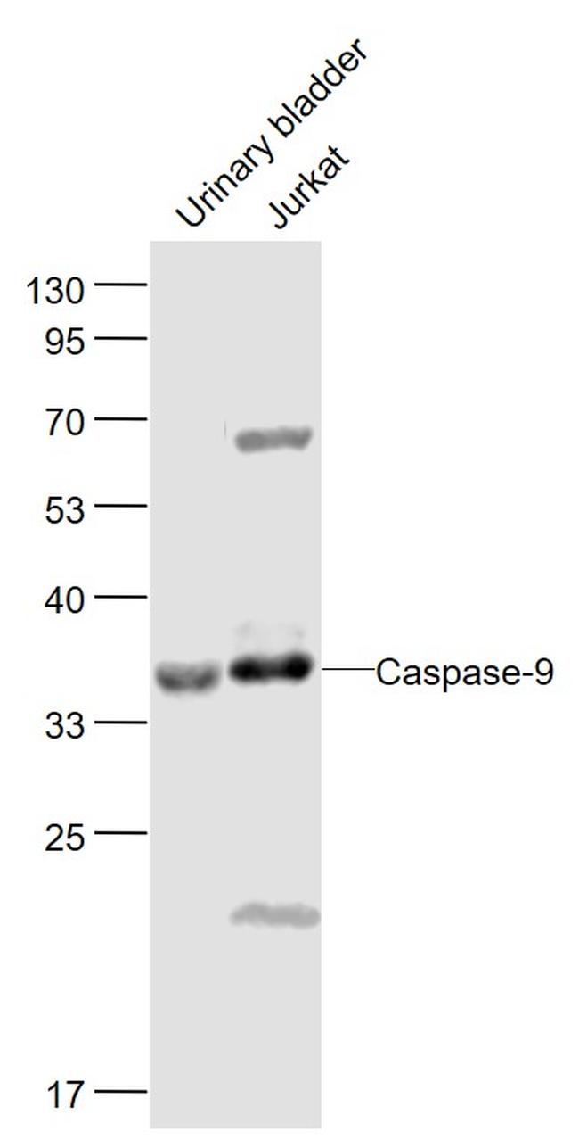 Caspase-9 Antibody in Western Blot (WB)