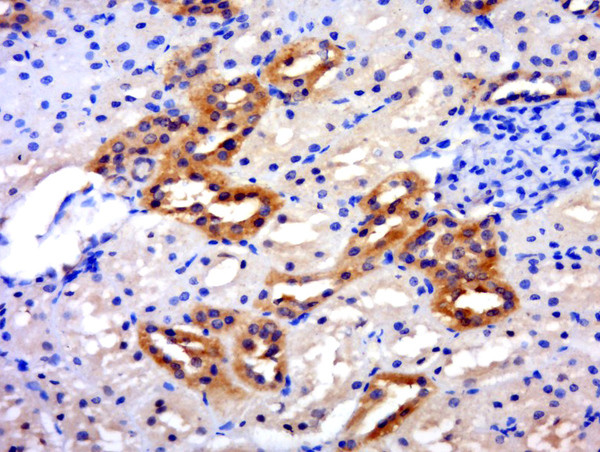 SLC26A6 Antibody in Immunohistochemistry (Paraffin) (IHC (P))