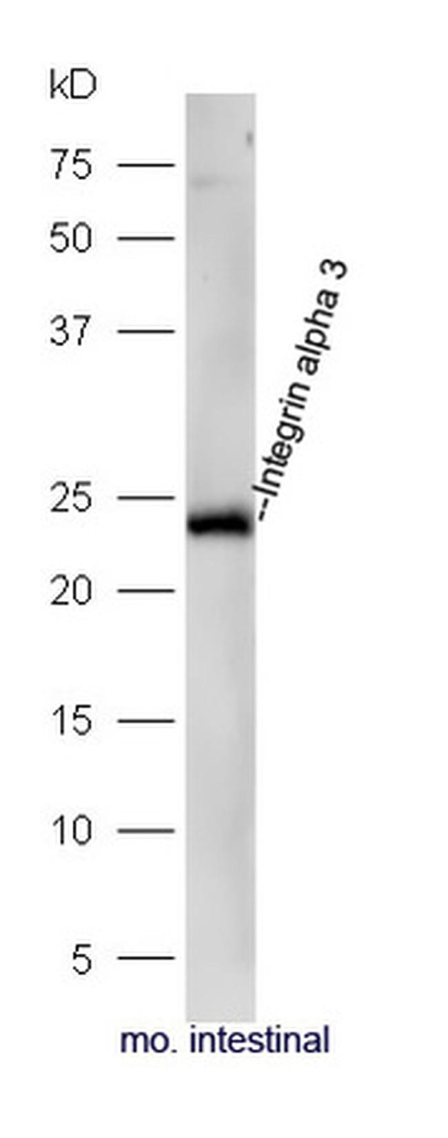 Integrin alpha 3 Antibody in Western Blot (WB)