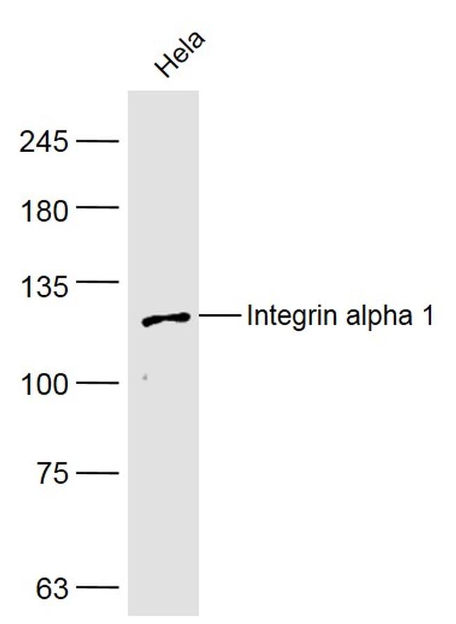 Integrin alpha 1 Antibody in Western Blot (WB)