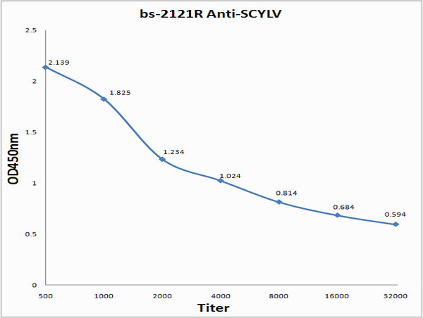 SCYLV Antibody in ELISA (ELISA)