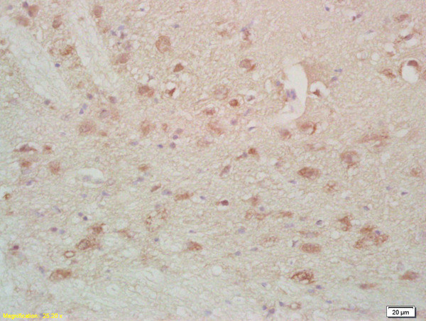 FABPB Antibody in Immunohistochemistry (Paraffin) (IHC (P))