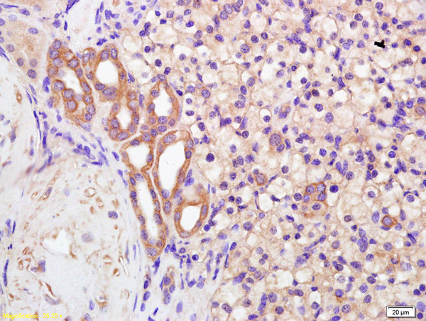 Polycystin 2 Antibody in Immunohistochemistry (Paraffin) (IHC (P))