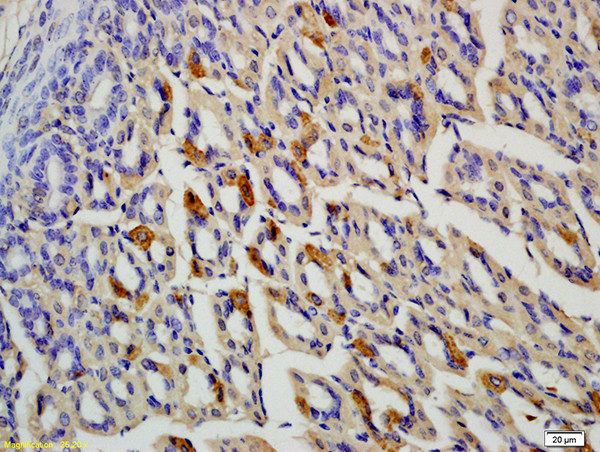 Noelin Antibody in Immunohistochemistry (Paraffin) (IHC (P))