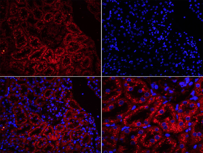 Uromodulin Antibody in Immunohistochemistry (Paraffin) (IHC (P))