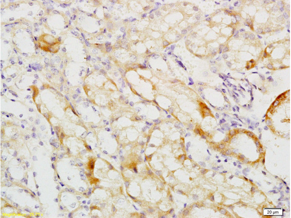 Uromodulin Antibody in Immunohistochemistry (Paraffin) (IHC (P))