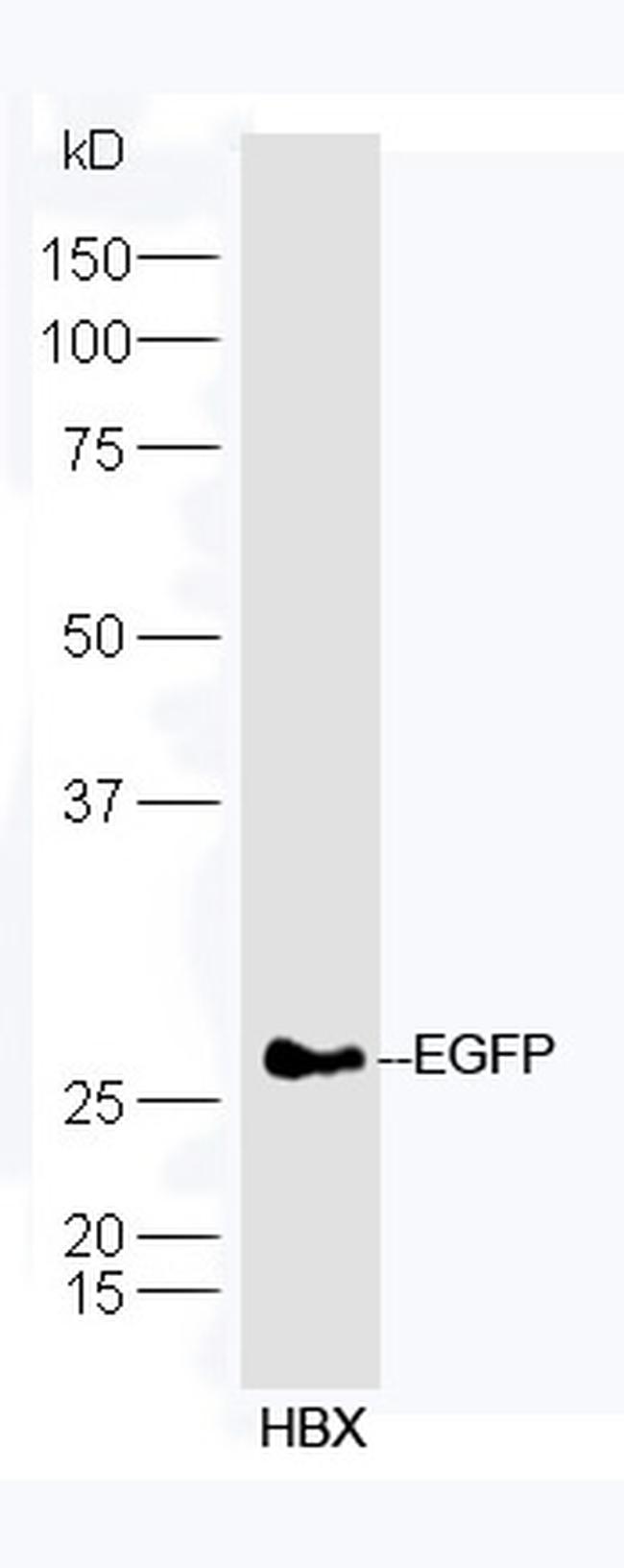 EGFP Antibody in Western Blot (WB)