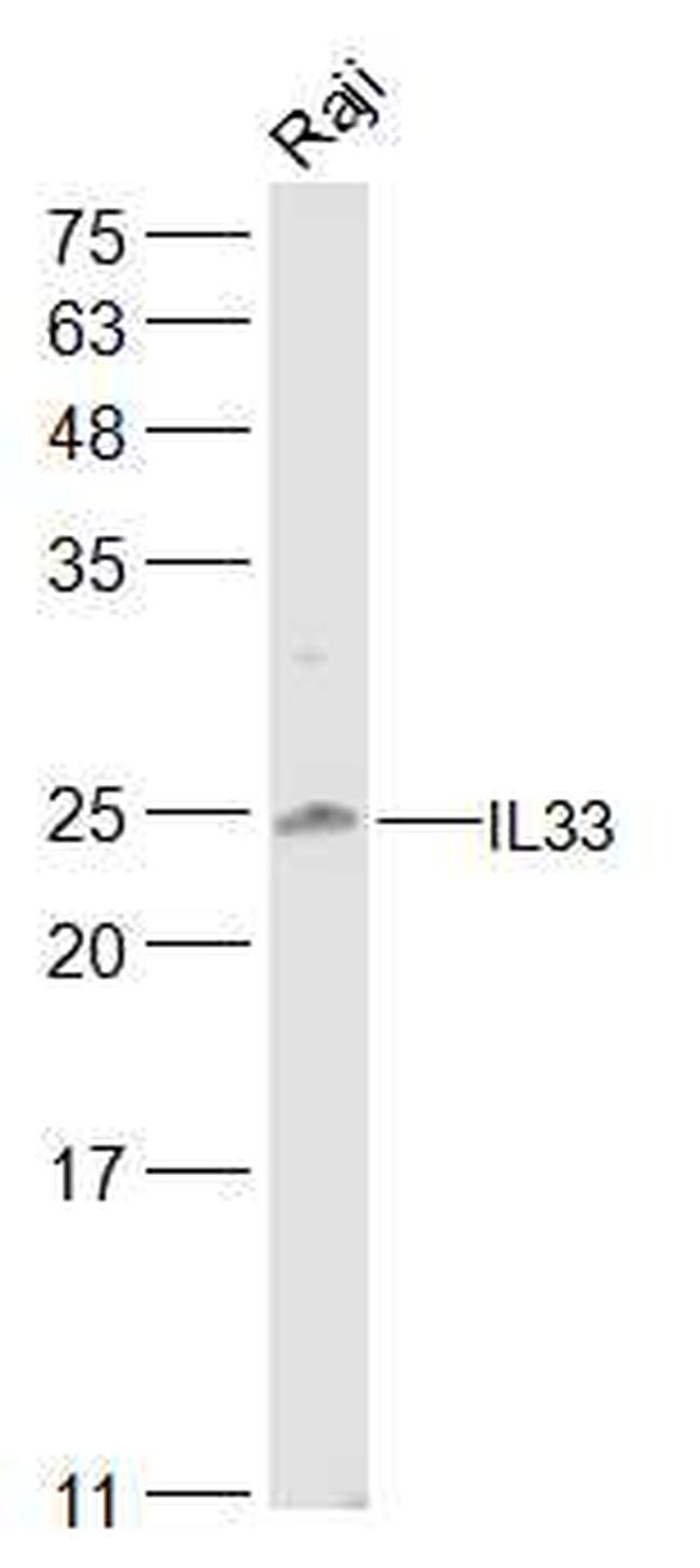 IL-33 Antibody in Western Blot (WB)