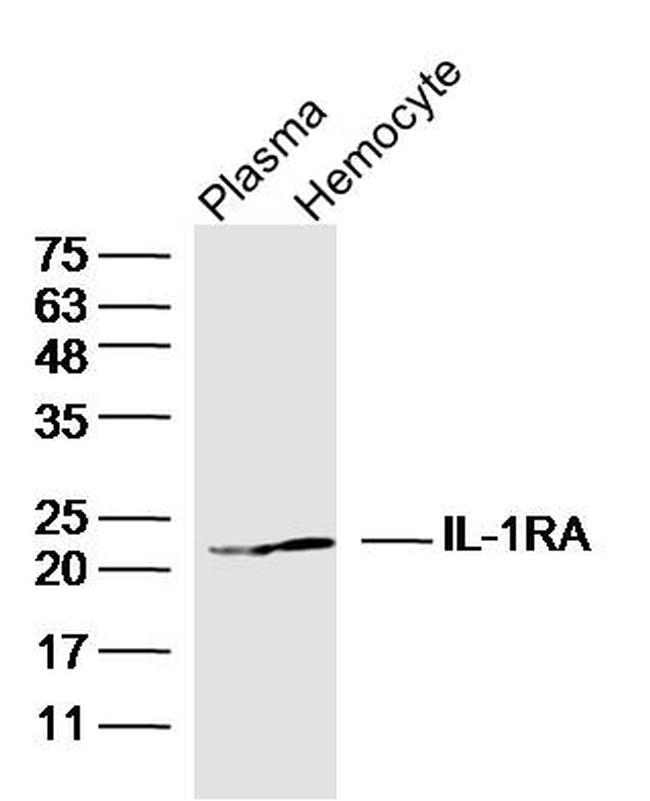 IL-1RA Antibody in Western Blot (WB)