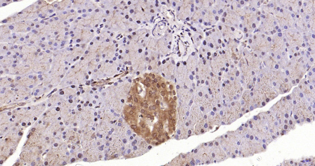 PAX6 Antibody in Immunohistochemistry (Paraffin) (IHC (P))