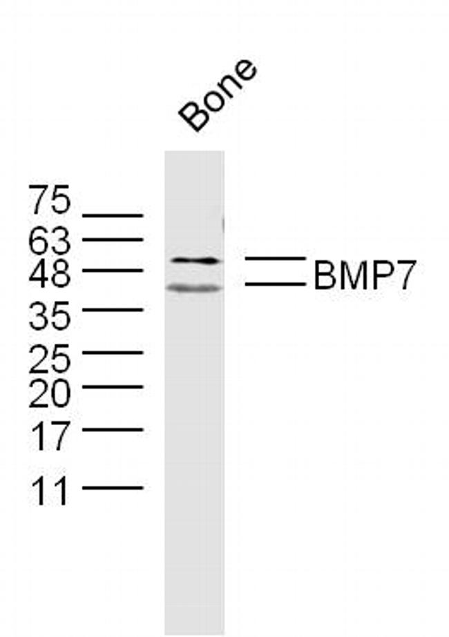 BMP7 Antibody in Western Blot (WB)