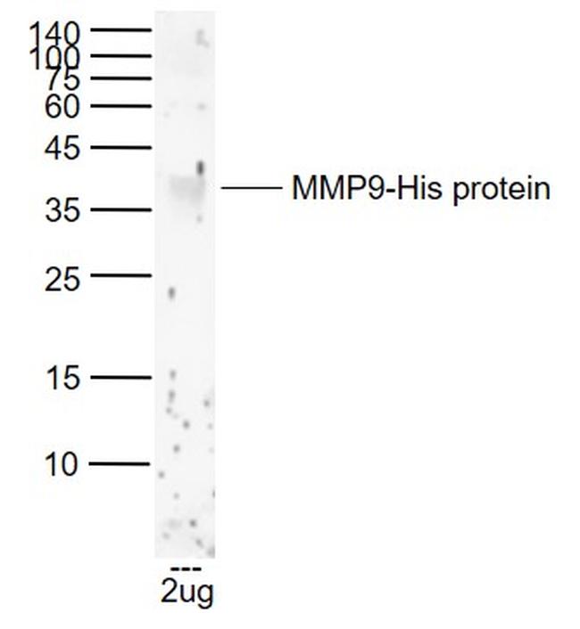 MMP9 Antibody in Western Blot (WB)