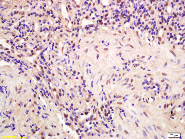 CPSF4 Antibody in Immunohistochemistry (Paraffin) (IHC (P))