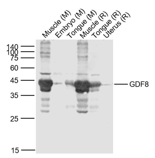 GDF8 Antibody in Western Blot (WB)