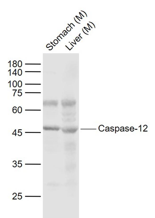 Caspase-12 Antibody in Western Blot (WB)