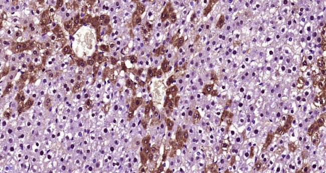 FGF21 Antibody in Immunohistochemistry (Paraffin) (IHC (P))