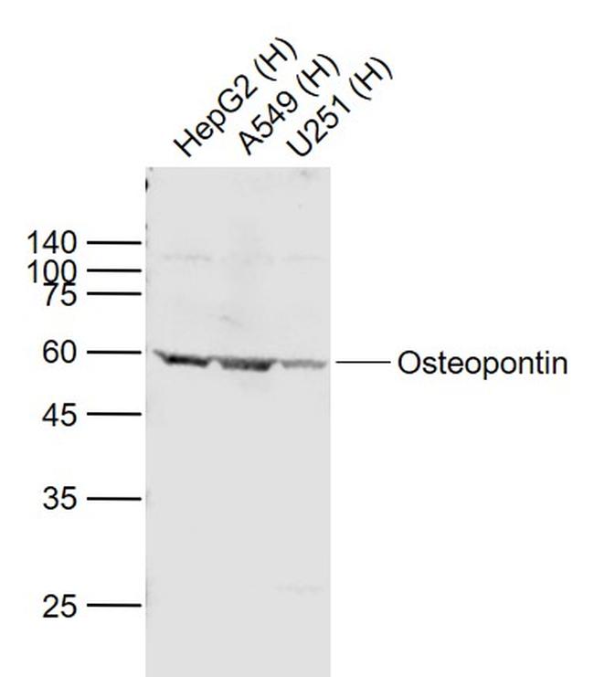 Osteopontin Antibody in Western Blot (WB)