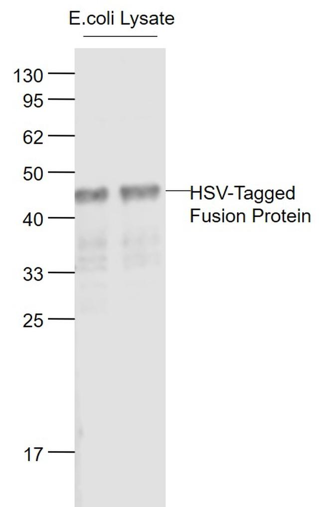 HSV Tag Antibody in Western Blot (WB)