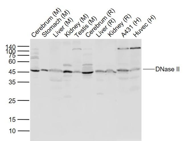 DNase II Antibody in Western Blot (WB)