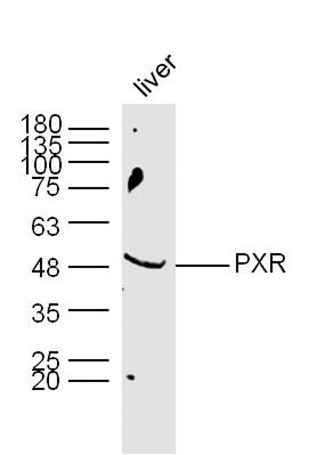 PXR Antibody in Western Blot (WB)