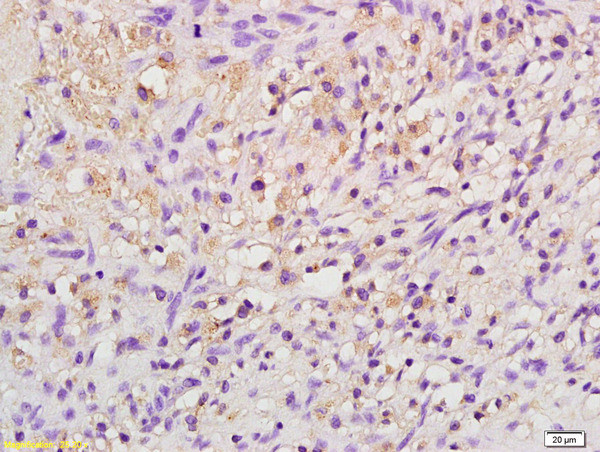 EPO Antibody in Immunohistochemistry (Paraffin) (IHC (P))