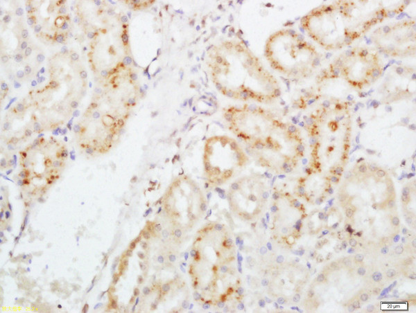 EPO Antibody in Immunohistochemistry (Paraffin) (IHC (P))