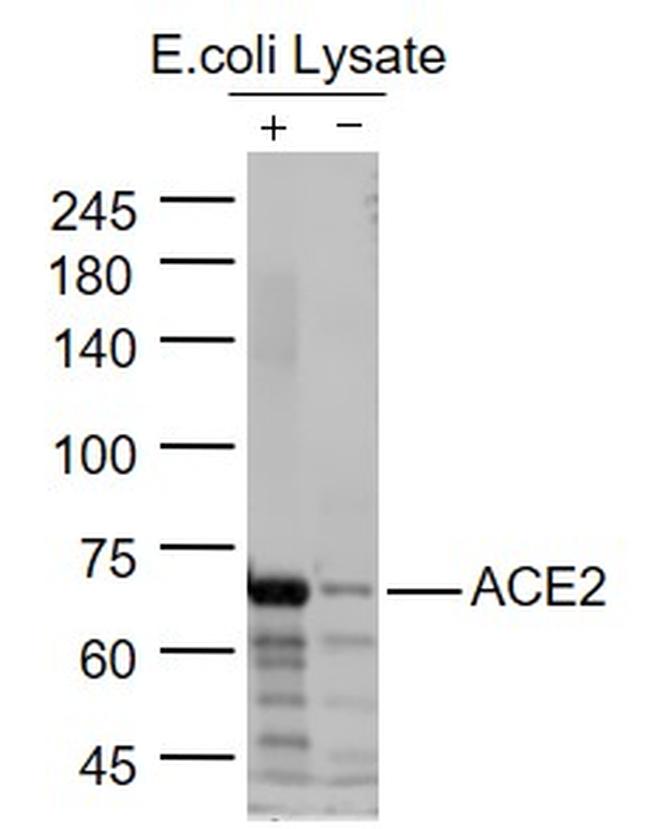 ACE2 Antibody in Western Blot (WB)