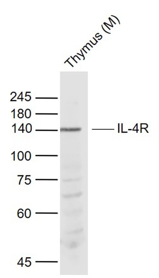 IL-4R Antibody in Western Blot (WB)