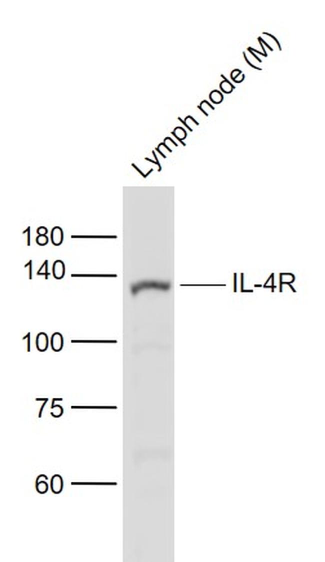 IL-4R Antibody in Western Blot (WB)